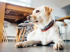 More and more, companies are allowing employees to bring pets to the office. What do you think of this trend? 